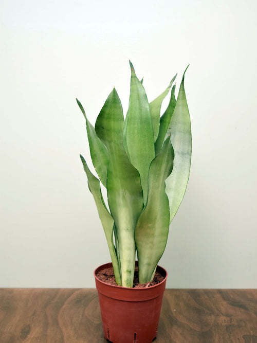 Sansevieria trifasciata 'Moonshine'