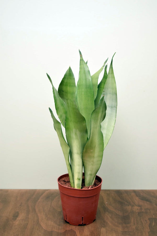 Sansevieria trifasciata 'Moonshine'
