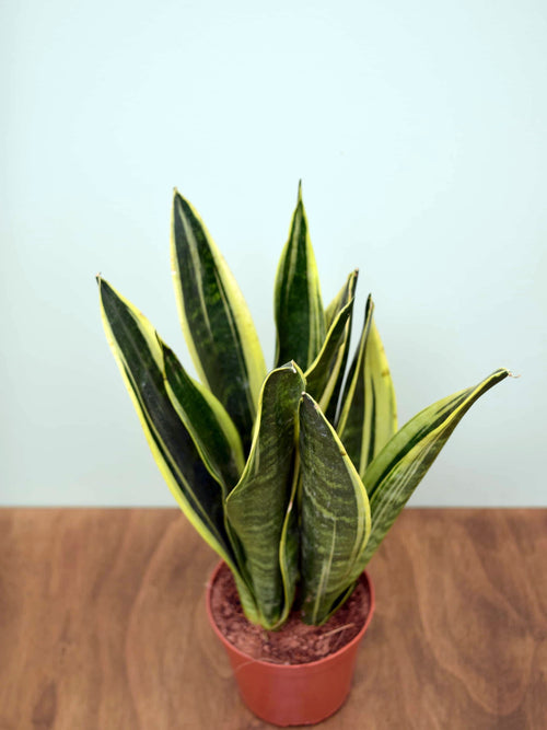 Sansevieria trifasciata 'Canary'