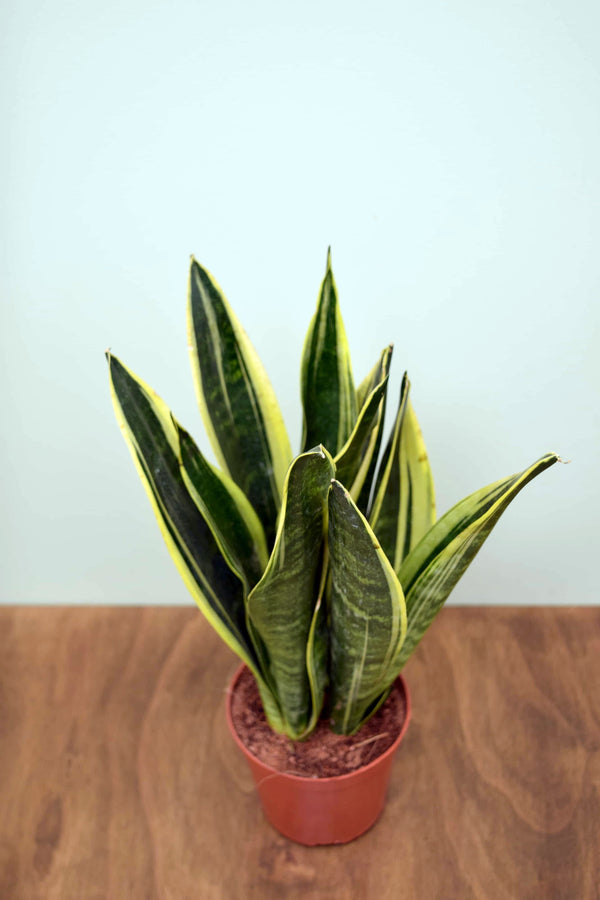 Sansevieria trifasciata 'Canary'