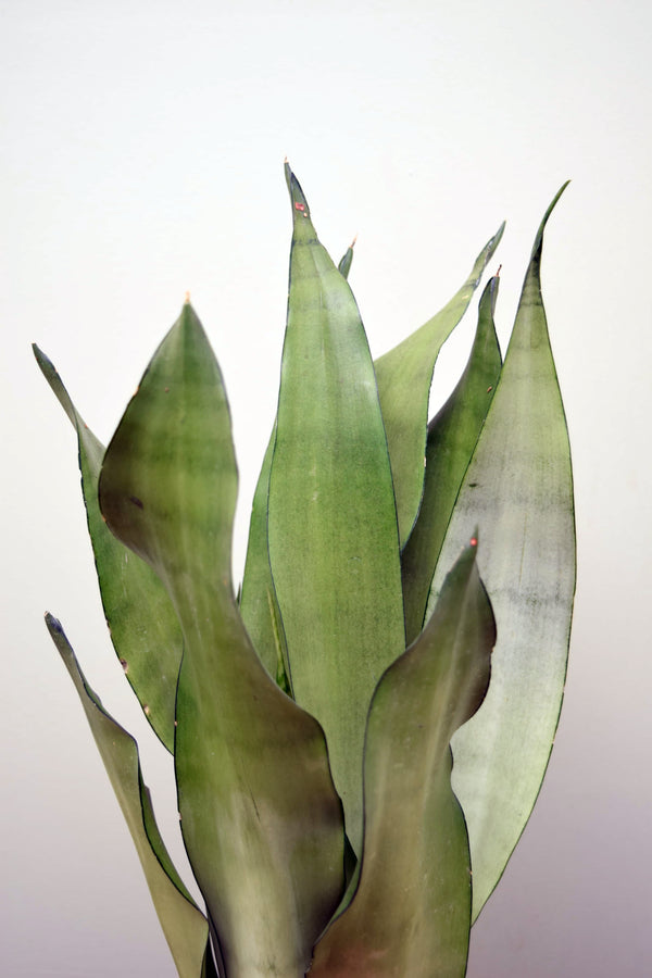 Sansevieria trifasciata 'Moonshine'
