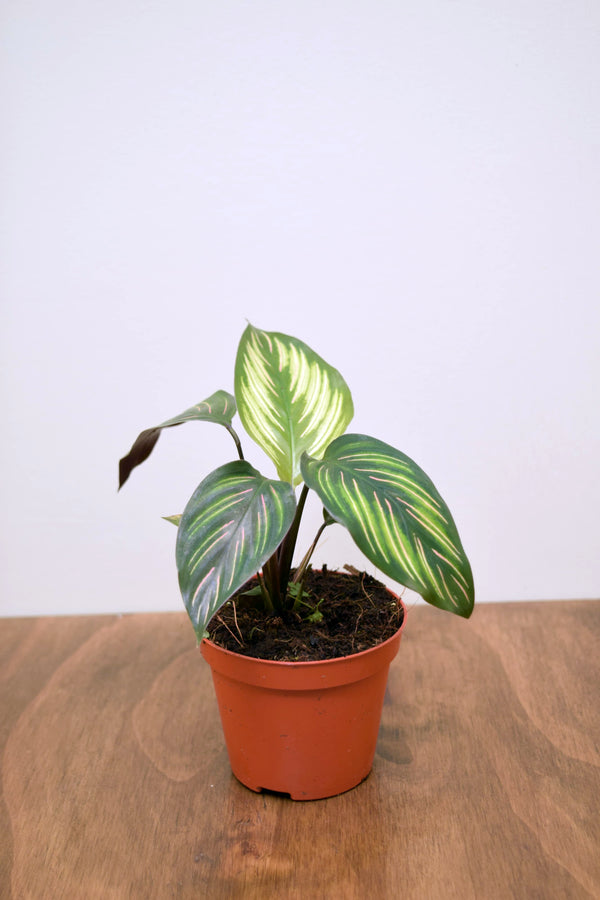 Goeppertia ornata 'Beauty Star'