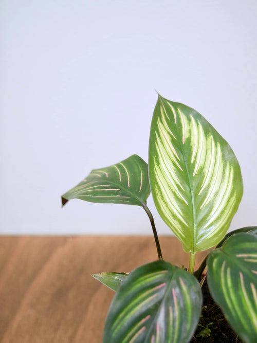 Goeppertia ornata 'Beauty Star'