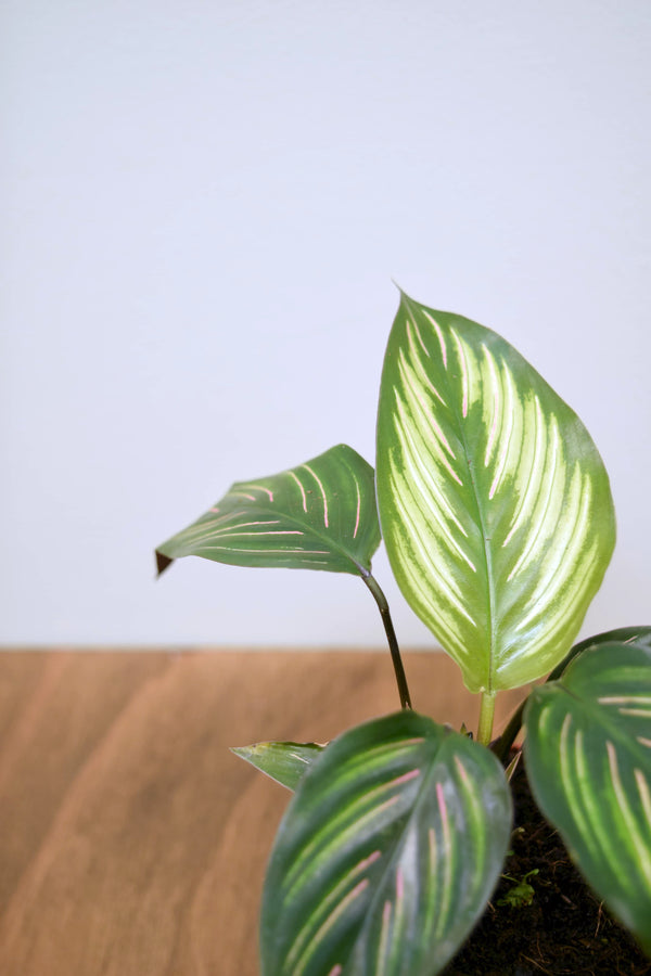 Goeppertia ornata 'Beauty Star'