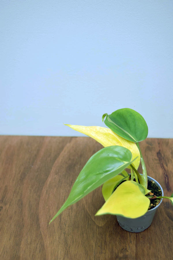 Philodendron hederaceum 'Brasil'