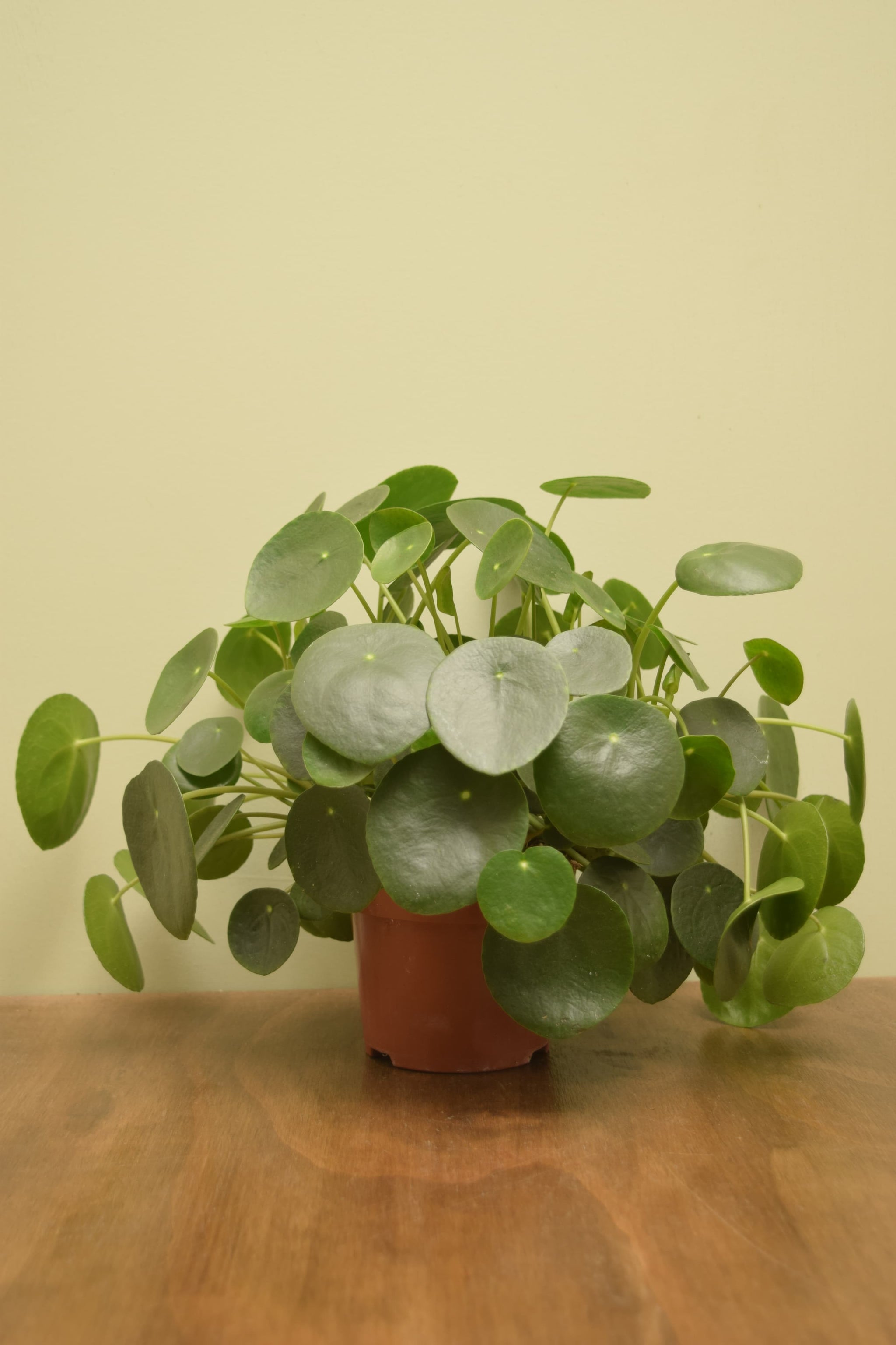 Peperomioides store