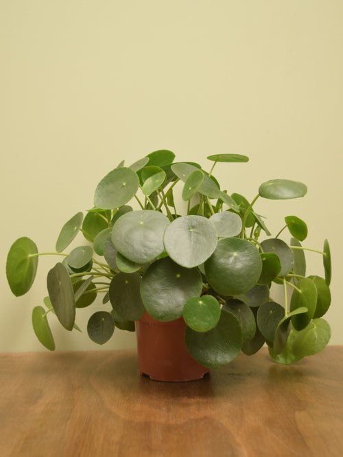 Pilea peperomioides