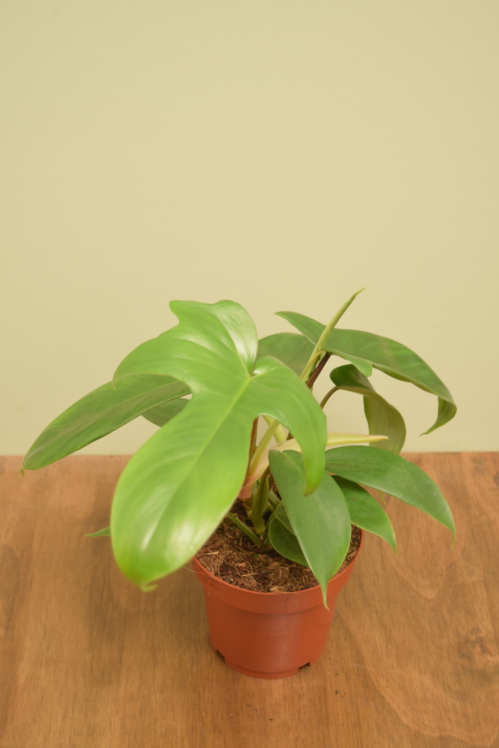 Philodendron 'Florida'