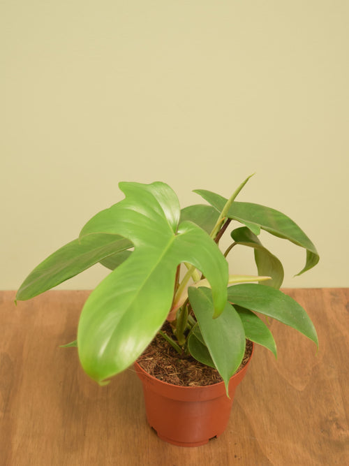 Philodendron 'Florida'