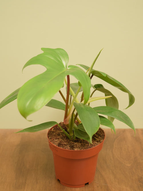 Philodendron 'Florida'