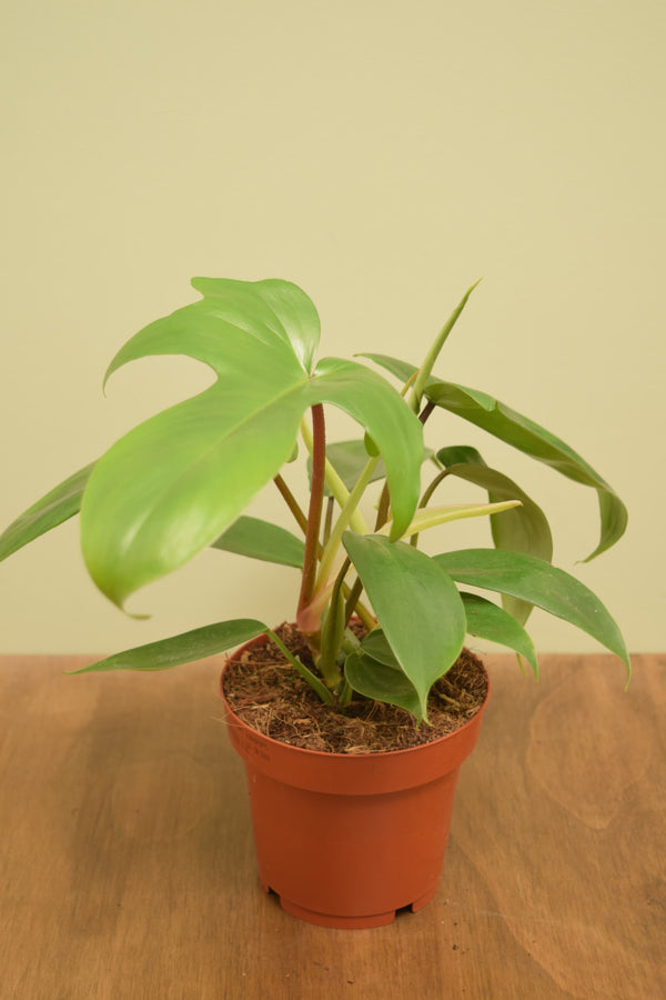 Philodendron 'Florida'
