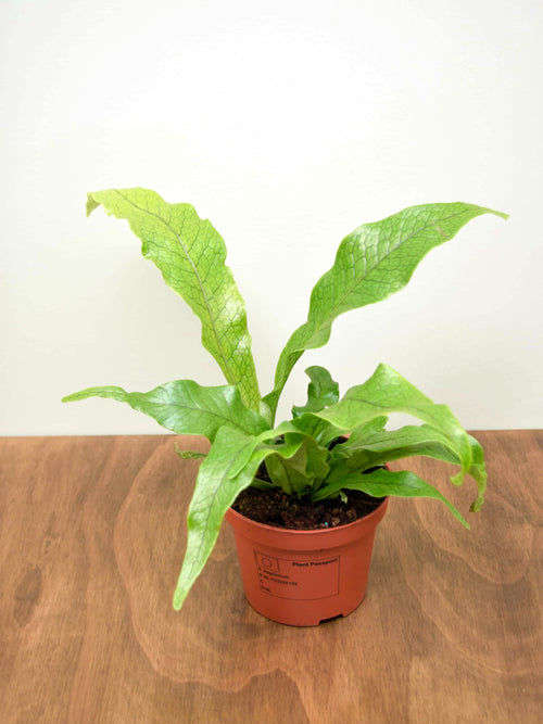 Microsorum musifolium 'Crocodyllus'