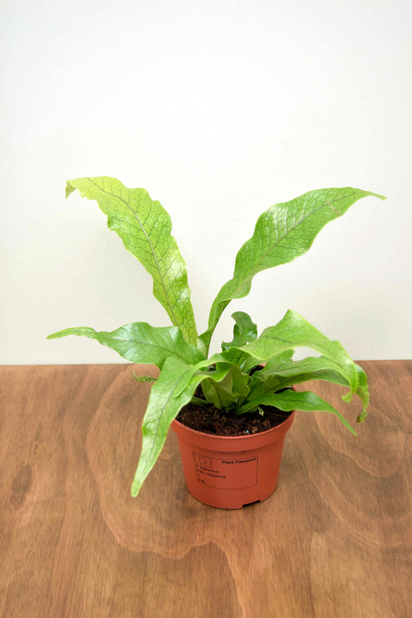 Microsorum musifolium 'Crocodyllus'