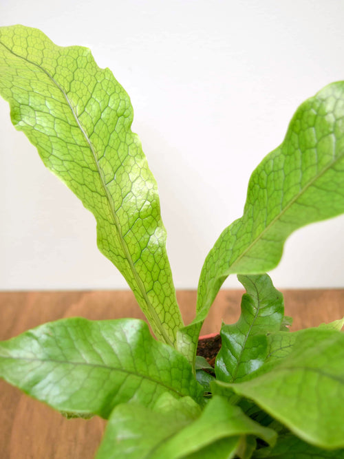 Microsorum musifolium 'Crocodyllus'