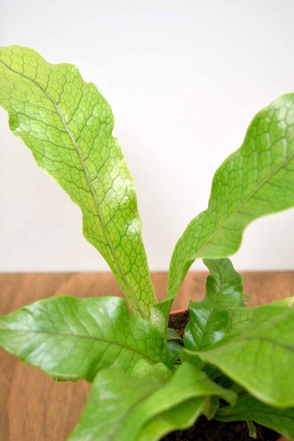 Microsorum musifolium 'Crocodyllus'