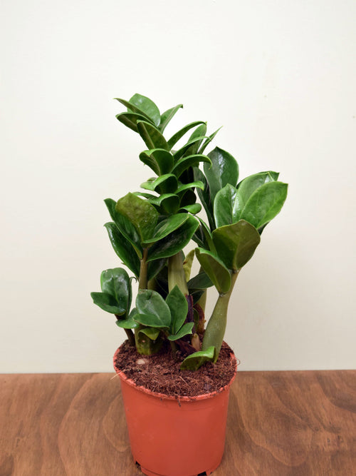 Zamioculcas zamiifolia 'Zenzi'
