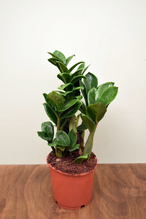 Zamioculcas zamiifolia 'Zenzi'