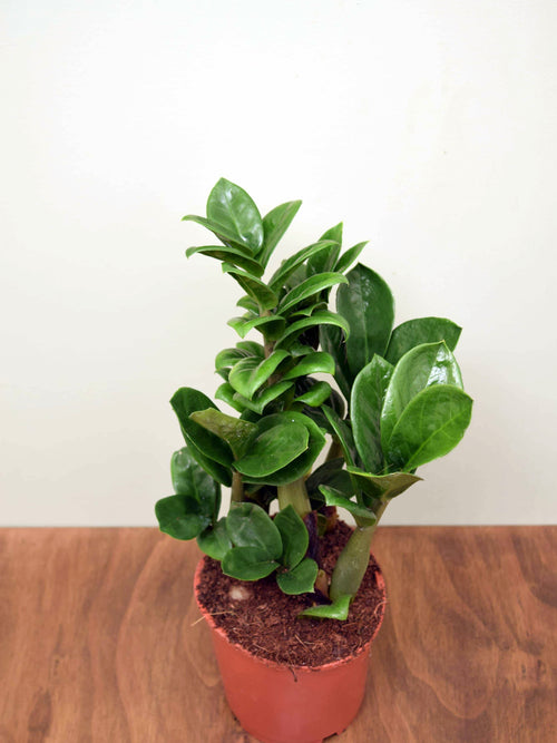 Zamioculcas zamiifolia 'Zenzi'