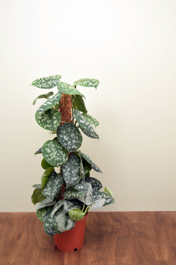 satin pothos trebie Scindapsus pictus 'Trebie'
