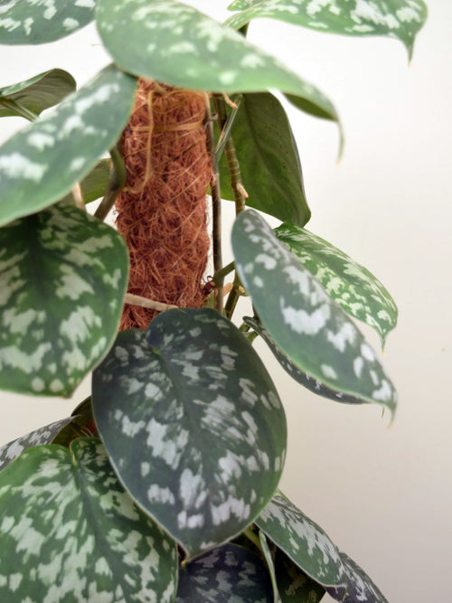 Scindapsus pictus 'Trebie'