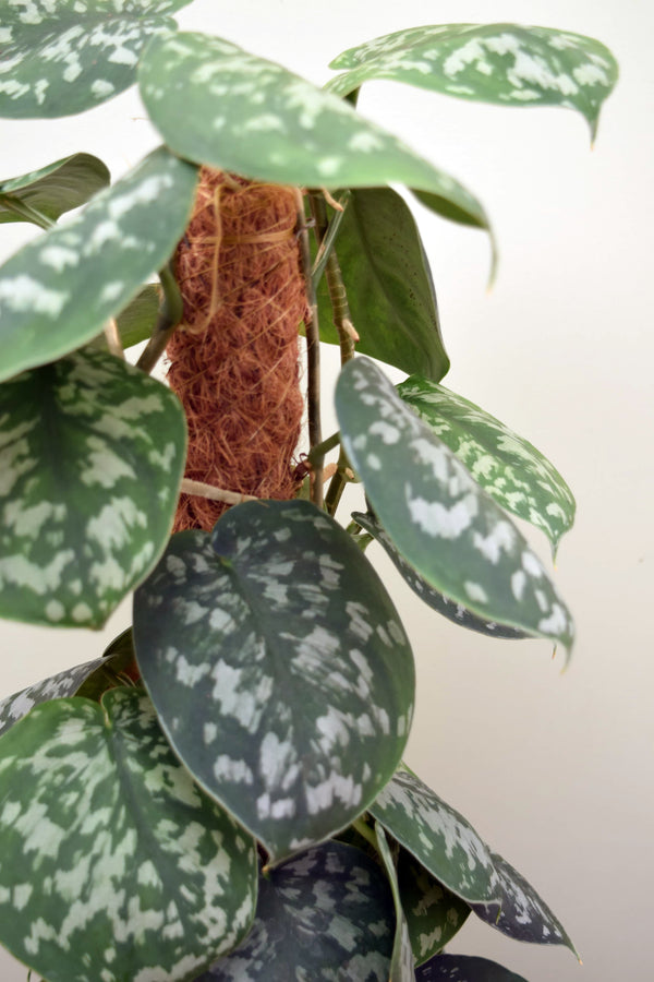 satin pothos trebie Scindapsus pictus 'Trebie'