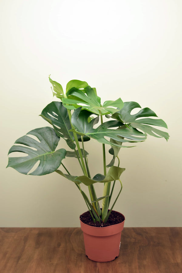 Monstera deliciosa