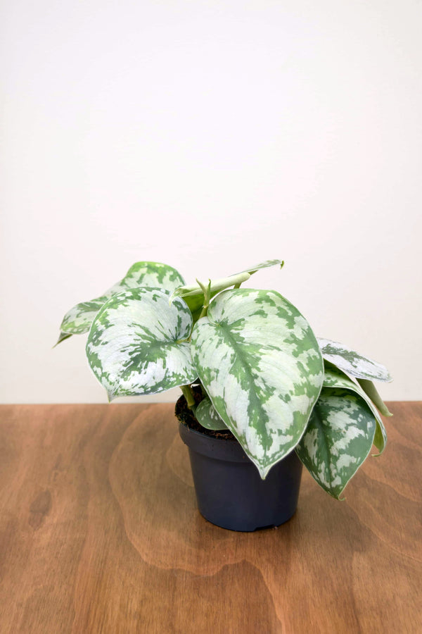 trebie pothos Scindapsus pictus 'Trebie'