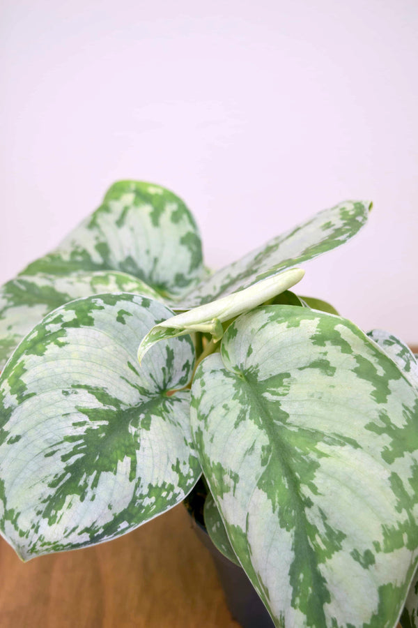 trebie pothos Scindapsus pictus 'Trebie'