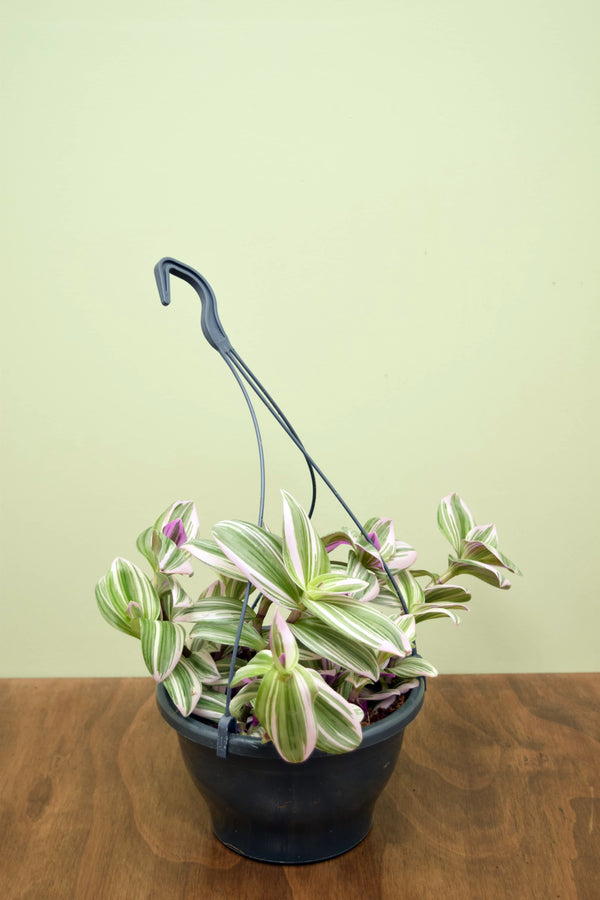 Tradescantia albiflora 'Nanouk'