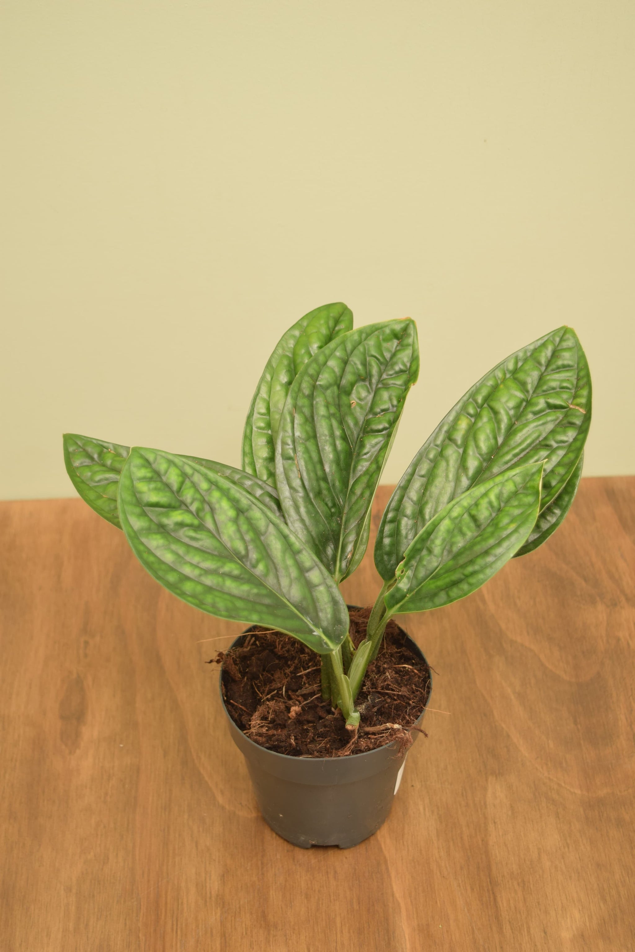 Monstera karstenianum 'Peru'