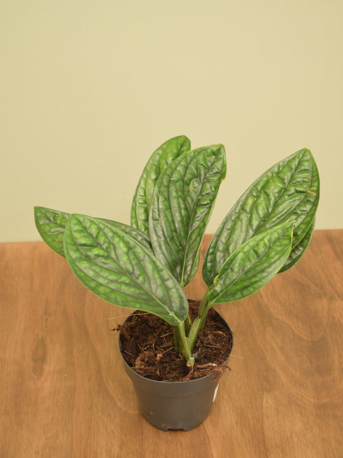 Monstera karstenianum 'Peru'