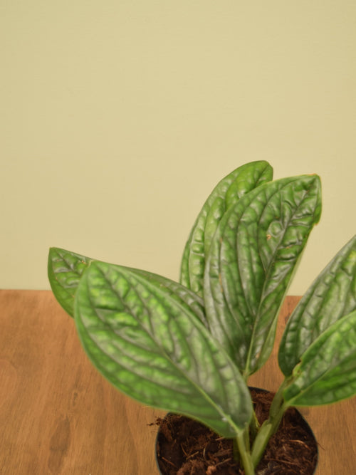 Monstera karstenianum 'Peru'