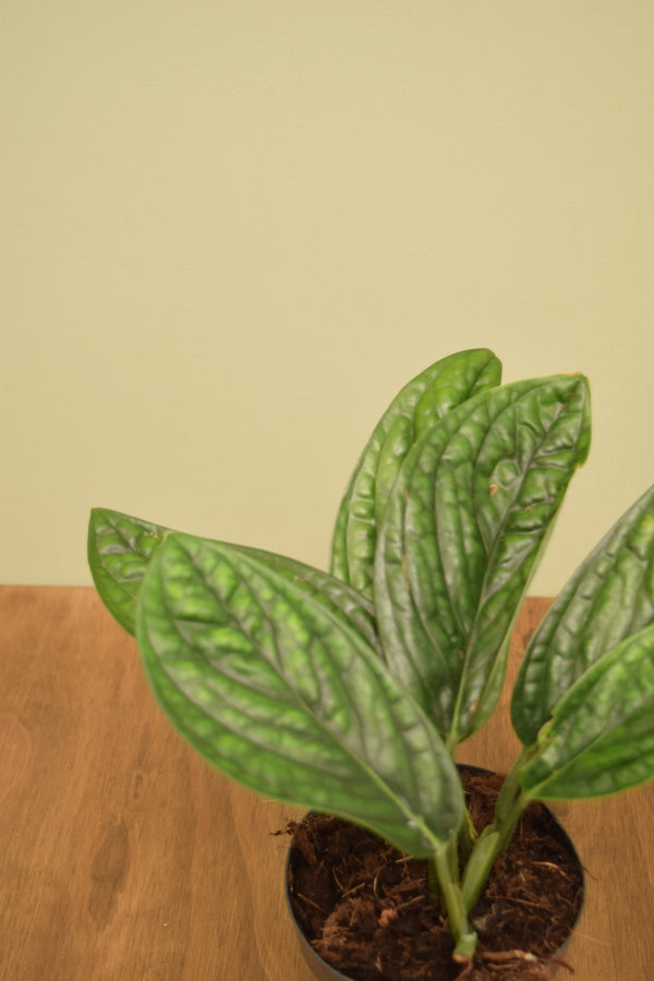 Monstera karstenianum 'Peru'