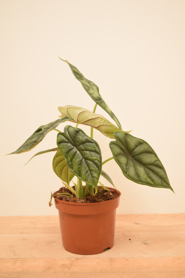 Alocasia baginda 'Dragon Scale'