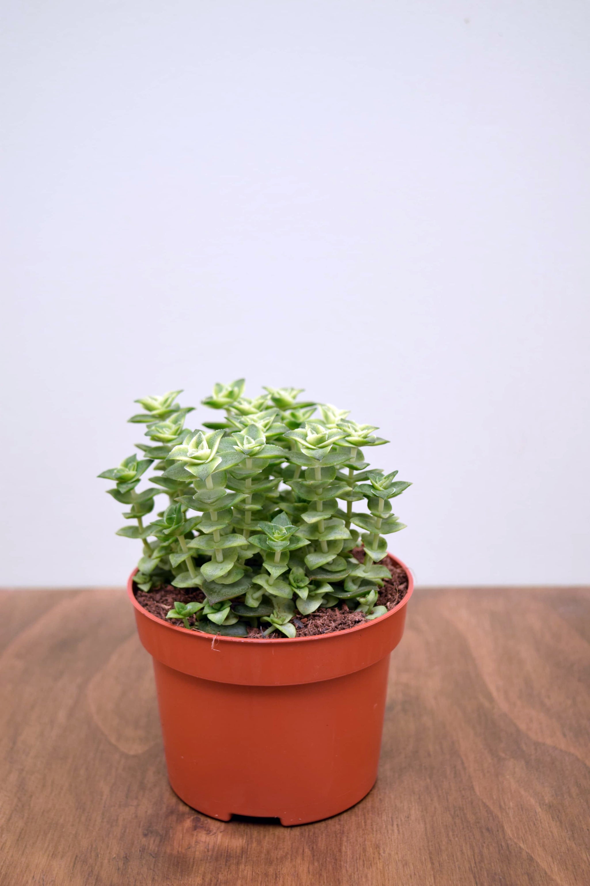 Crassula perforata variegata