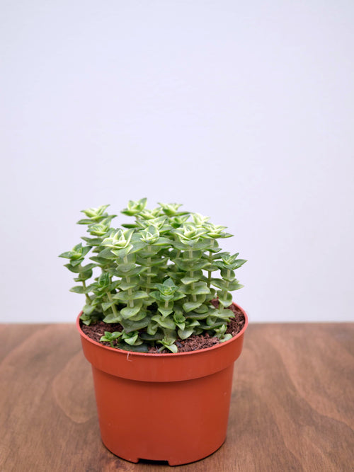 Crassula perforata variegata