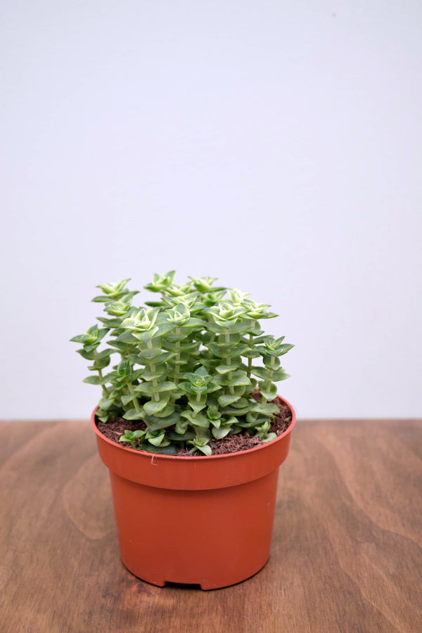 Crassula perforata variegata