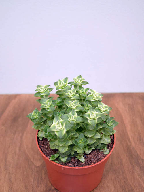 Crassula perforata variegata