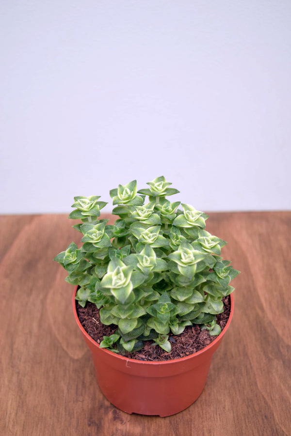 Crassula perforata variegata