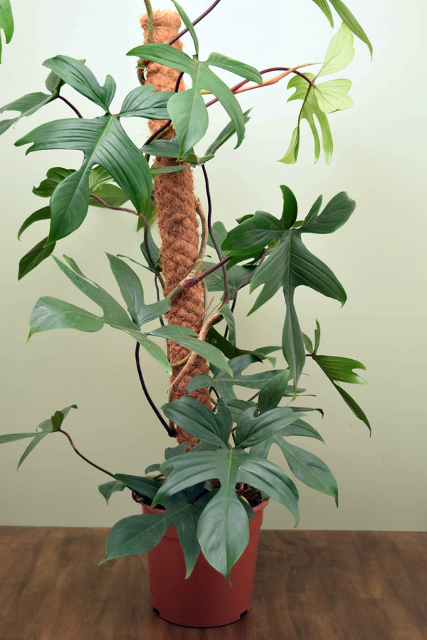 Philodendron 'Florida'
