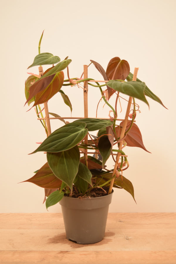 Philodendron hederaceum var. hederaceum 'Micans'