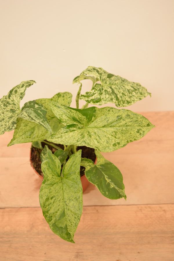 Green Splash Syngonium Podophyllum - Real on sale Pic - Mottled Variegation