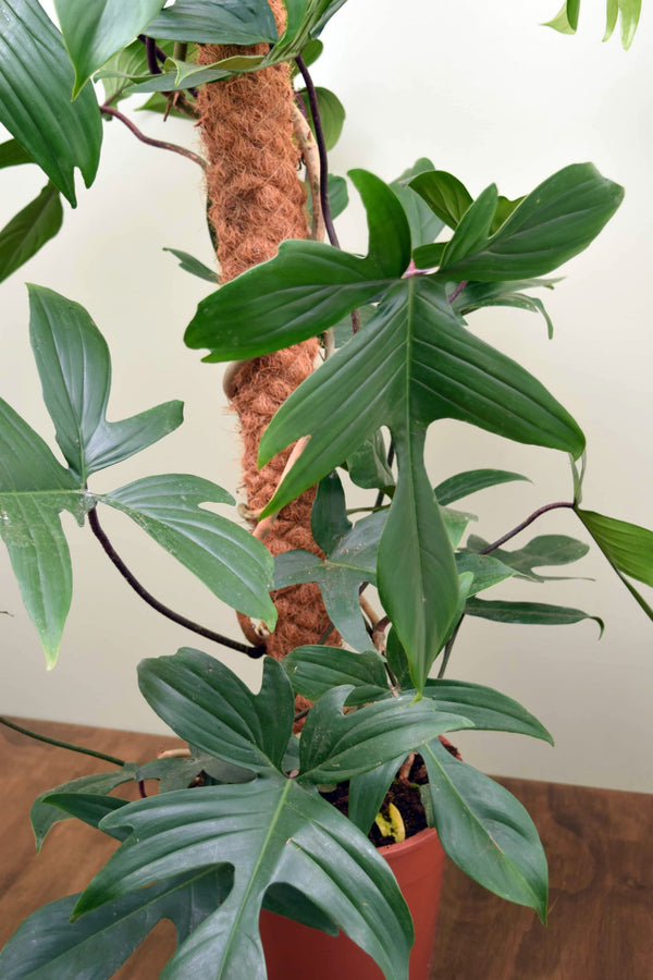 Philodendron 'Florida'