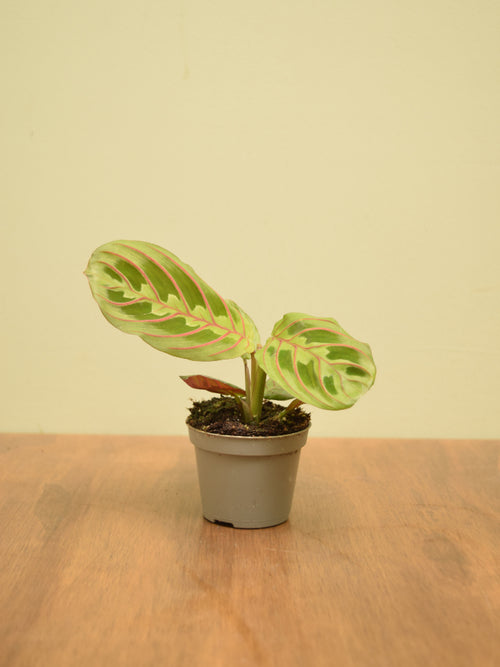 Maranta leuconeura 'Fascinator'