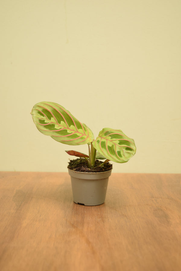 Maranta leuconeura 'Fascinator'