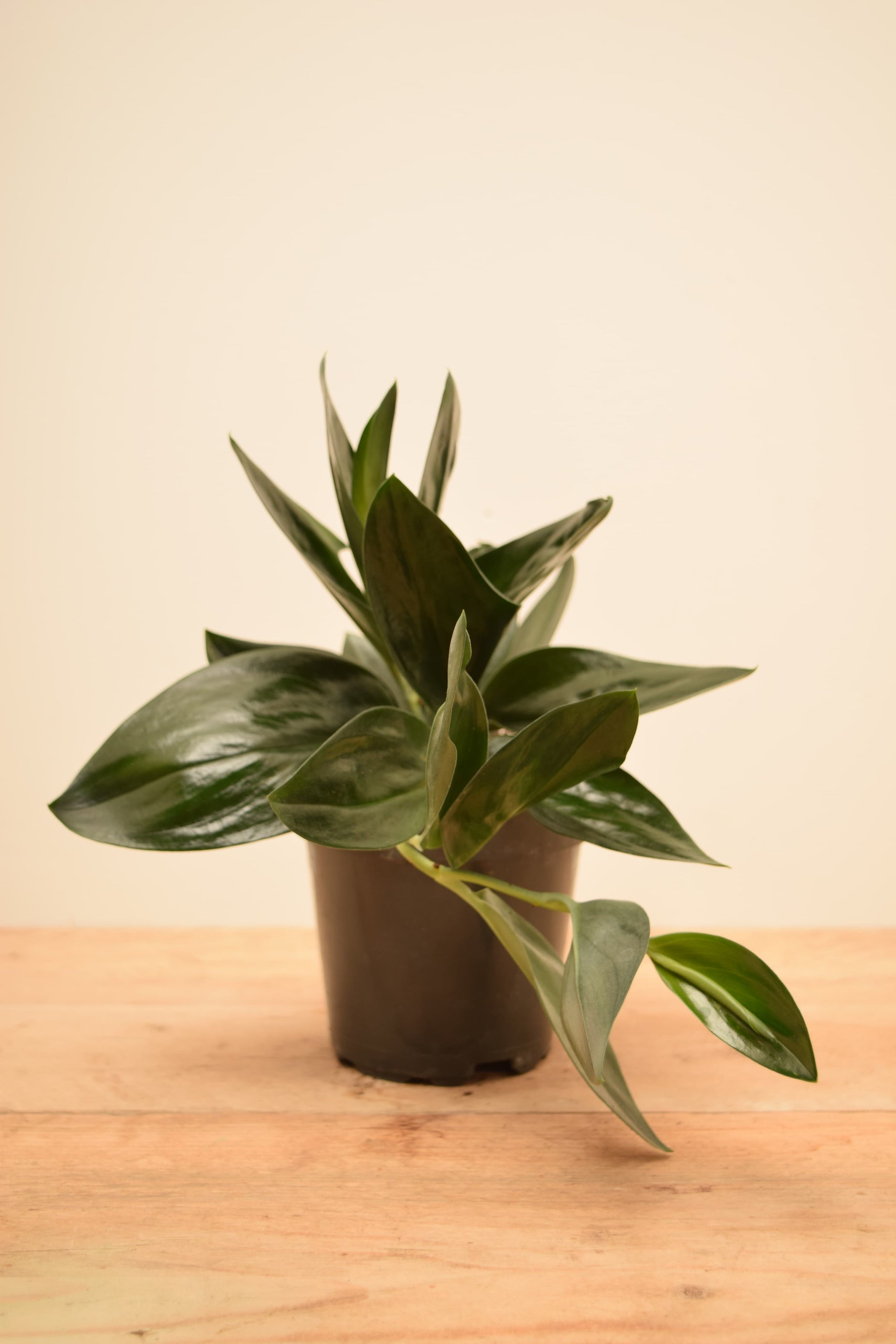 Scindapsus treubii 'Dark Form'