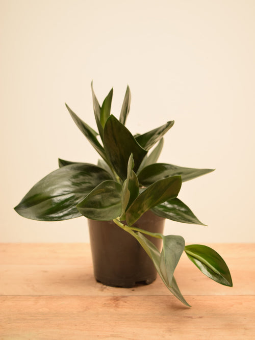 Scindapsus treubii 'Dark Form'