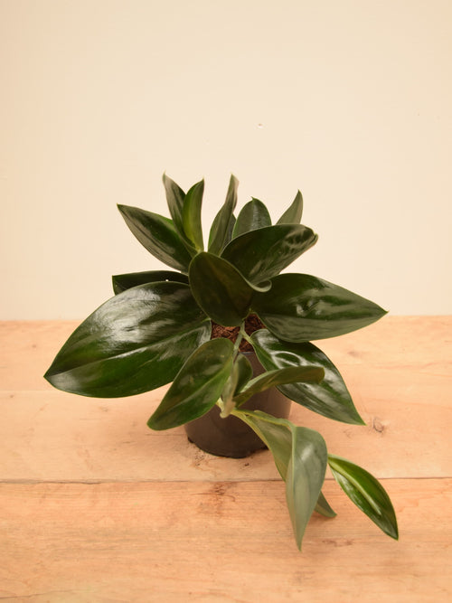 Scindapsus treubii 'Dark Form'