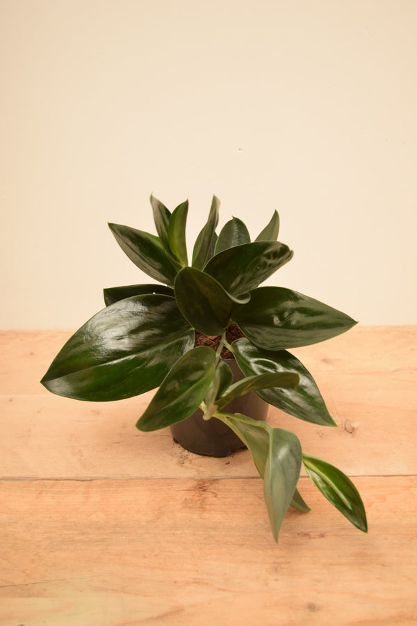 Scindapsus treubii 'Dark Form'