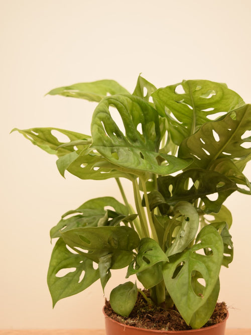 Monstera adansonii